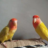 یک جفت کوتوله نر و ماده|پرنده|قم, نیروگاه|دیوار