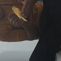 قناری‌جوجه‌سهره