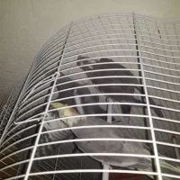 چهار تا عروس هلندی کاملا اهلی