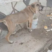 سگ سرابی نر|سگ|تبریز, |دیوار