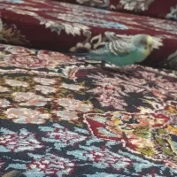 مرغ عشق|پرنده|کارون, |دیوار