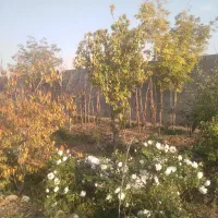 باغچه کاظم اباد جابری۳|فروش دفتر صنعتی، کشاورزی، تجاری|مشهد, کاظم آباد پنجشنبه|دیوار