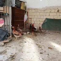 فروش تخم مرغ لاری|حیوانات مزرعه|تهران, بهارستان|دیوار