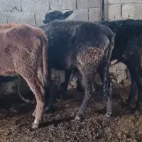 گوساله ماده ۳عدد