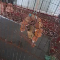 معاوضه جوجه کوتوله نیمه دستی یا فروش