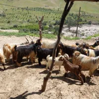 20راس بز وبیگ داشتی