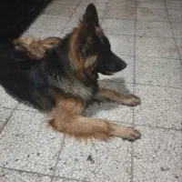 ژرمن شولاین موبلند ماده