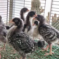 تخم نطفه دار مرغ و خروس اصیل آمروک و برهما|حیوانات مزرعه|مشهد, عبادی|دیوار