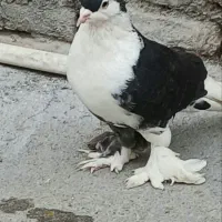 دوبال سیاه|پرنده|اندیمشک, |دیوار