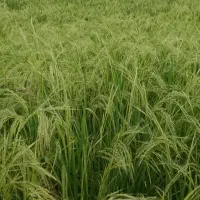 فروش-مزرعه-برنجکاری