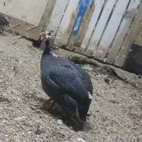 مرغ شاخدار تخم گذار