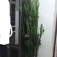 یک عدد گل کاکتوس دو متری|گل و گیاه طبیعی|اردبیل, |دیوار