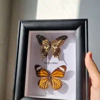 تابلو پروانه زیبا|تابلو، نقاشی، عکس|تهران, صادقیه|دیوار