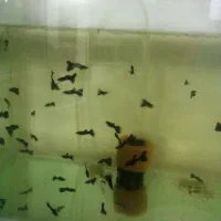 ماهی گوپی فول بلک