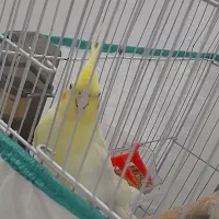 عروس هلندی و کوتوله|پرنده|قم, سید معصوم|دیوار