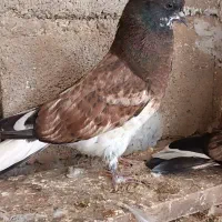 کبوتر سرو کله دار|پرنده|آق قلا, |دیوار