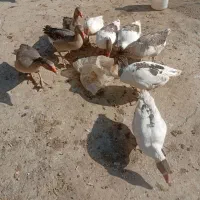 غاز|حیوانات مزرعه|بروجرد, |دیوار