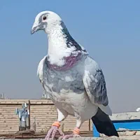 کفتر بیرجند|پرنده|مشهد, شهید قربانی|دیوار