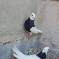 طوقی واکسی|پرنده|دره شهر, |دیوار