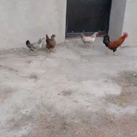 مرغ و خروس لری