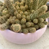 تعدادی کاکتوس|گل و گیاه طبیعی|زنجان, |دیوار