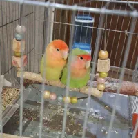 طوطی کوتوله برزیلی|پرنده|تهران, افسریه شمالی|دیوار