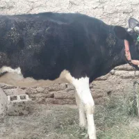گاو ماده دورگ آبستن