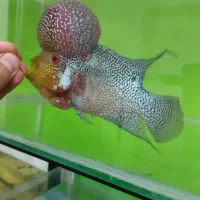 ماهی فلاور تایلندی ماهی شاهرود ارسالم دارم