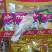 پیدا شده عطیقه