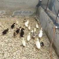 اردک و قاز محلی