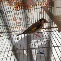 سهره دهن قشنگ