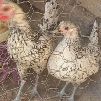 مرغ وخروس سیبرایت مینیاتوری|حیوانات مزرعه|قیدار, |دیوار