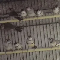 فنچ جغدی شکلاتی مولد