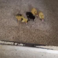4تا جوجه اردک