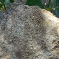 سنگ تزیینی