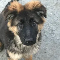 توله ژرمن وورک لاین اصیل ماده|سگ|خرمآباد, |دیوار