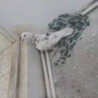 کفتر سار نر