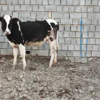 گاو و گوساله (گوساله هلشتاین جنس خالص)