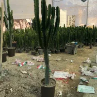 ایفوربیا تریگونا|گل و گیاه طبیعی|قدس, شهرقدس|دیوار