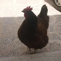مرغ تخم گزار