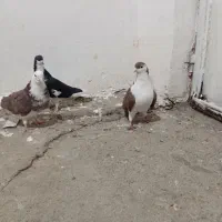 نر و ماده اصفهانی