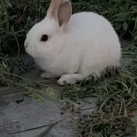خرگوش