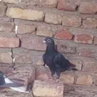 مجسمه کبوتر