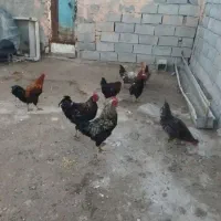 خروس محلی چاق