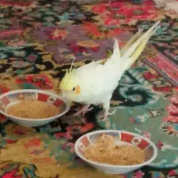 عروس