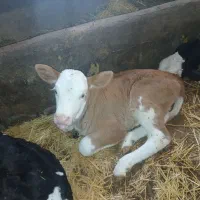 گاو شیری با گوساله سیمنتال قرمز|حیوانات مزرعه|سراب, |دیوار