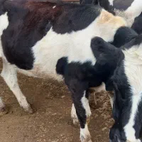 فروش گوساله ماده هلشتاین ۱۶ ماهه جنس خوب