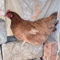 ۵ عدد مرغ تخم گذار