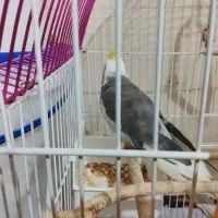 عروس هلندی مولد باجوجه