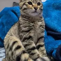 گربه ۳ ماهه ماده دستی .واگذاری به خانوم ها فقط